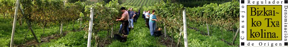 Harvest in the vineyards of Bizkaiko Txakolina