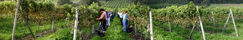 Harvesting at Uriarte vineyards