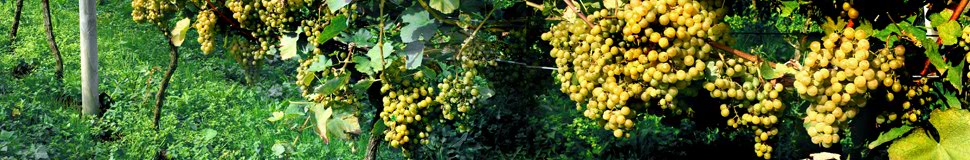 Hondarrabi Zuri grape bunches