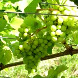 Etiqueta Txakoli Blanco