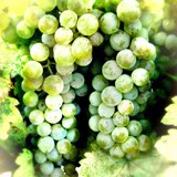 Etiqueta Txakoli Blanco