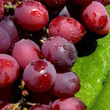 Etiqueta Txakoli Tinto