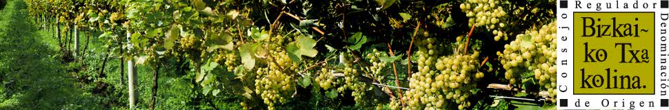 Viñedo 4